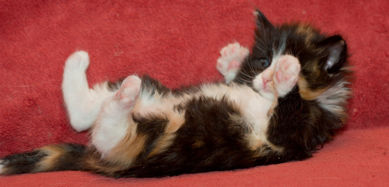 Jade_090811_D111109_kl02