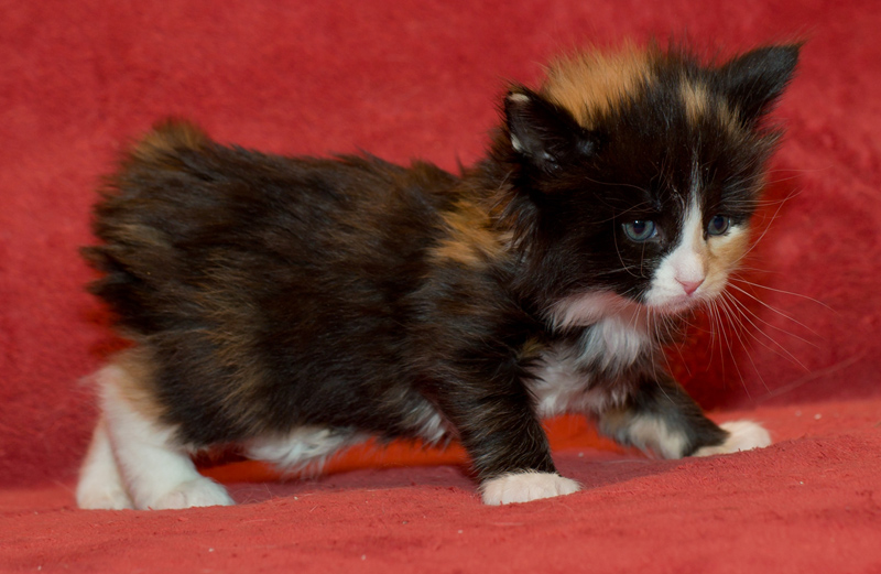 Jade_090811_D111110_kl02