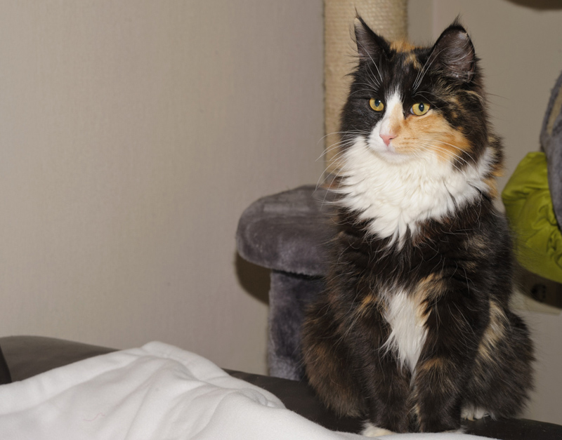 Jade_150412_D112609_kl