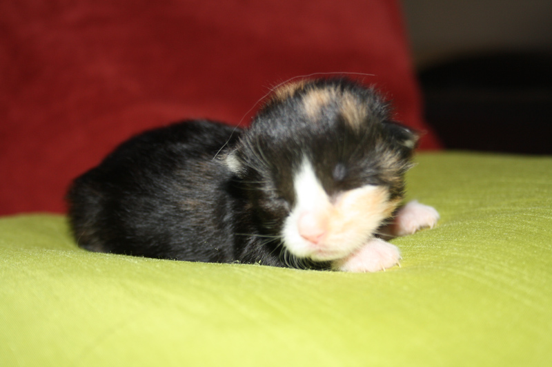 Jade_170711_IMG_1983_kl