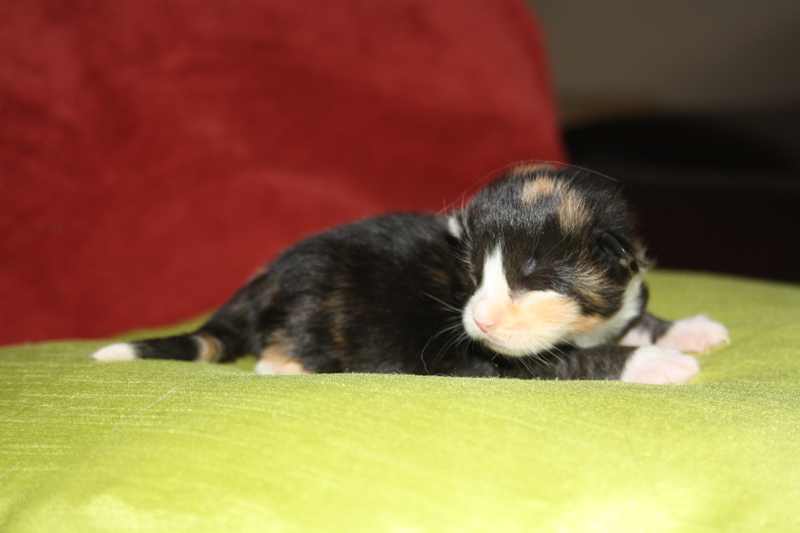 Jade_170711_IMG_1984_kl