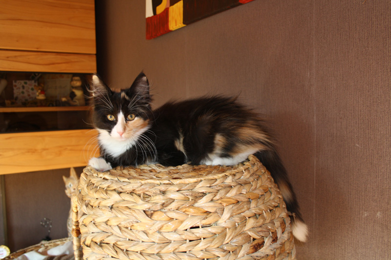 Jade_251011_IMG_2364_kl02