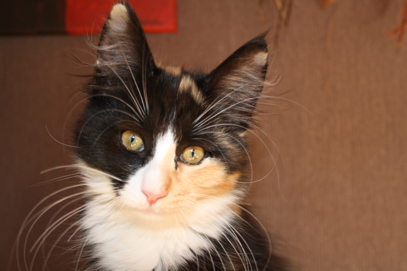 Jade_251011_IMG_2367_kl