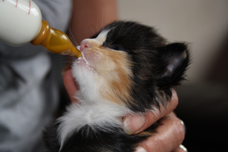 Jade_310711_IMG_2126_kl