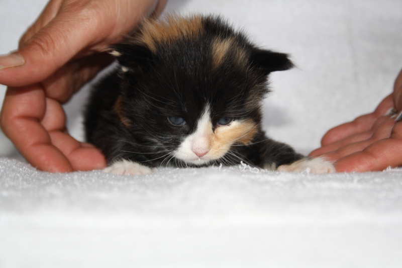 Jade_310711_IMG_2129_kl