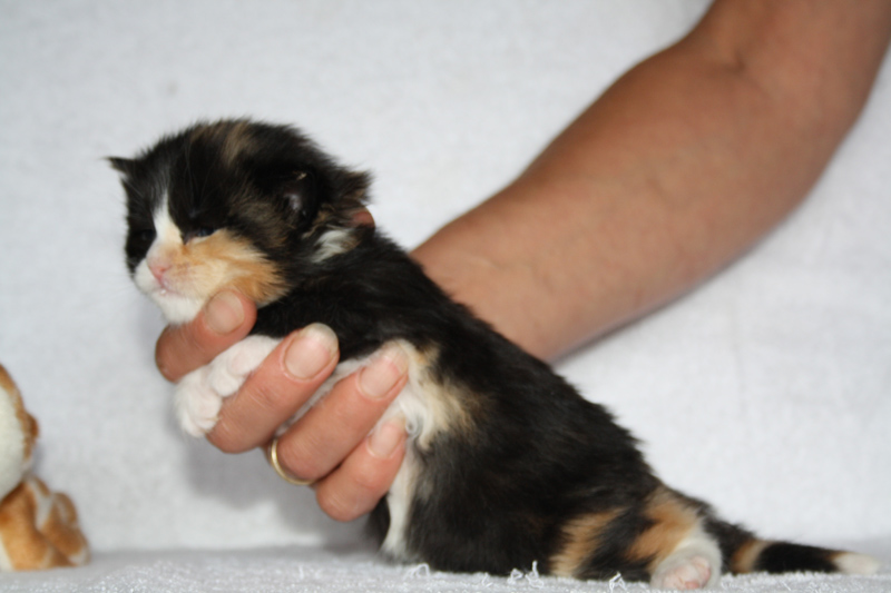 Jade_310711_IMG_2130_kl