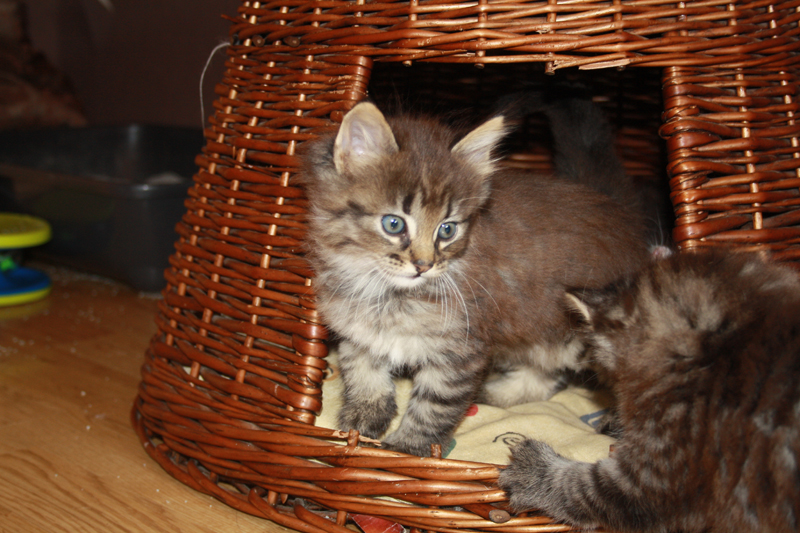 Joker_011010_IMG_0965_kl