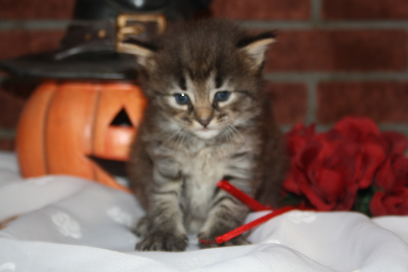 Joker_090910_IMG_0825_kl