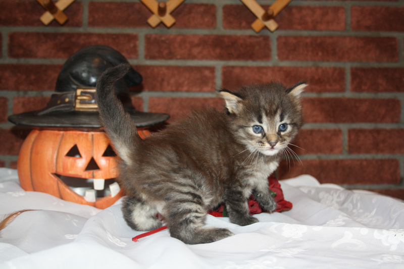 Joker_090910_IMG_0830_kl