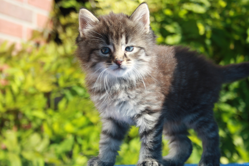 Joker_210910_IMG_0906_kl