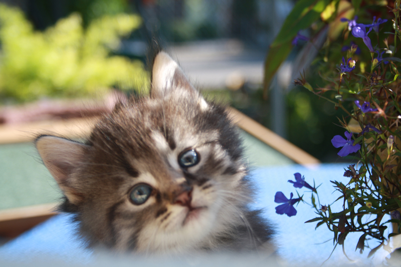 Joker_210910_IMG_0908_kl