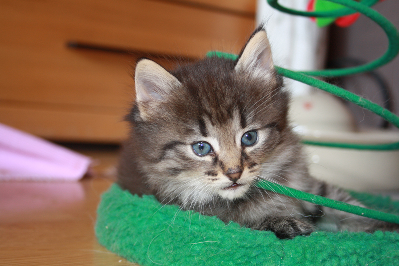 Joker_210910_IMG_0942_kl