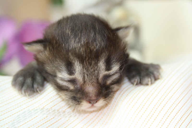 Joker_220810_IMG_0636_kl