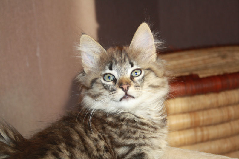 Joker_281010_IMG_0990_kl