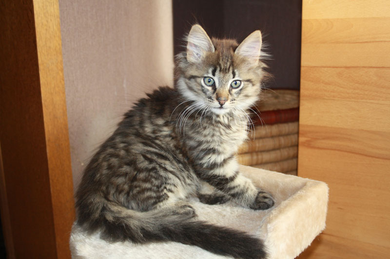 Joker_281010_IMG_0991_kl