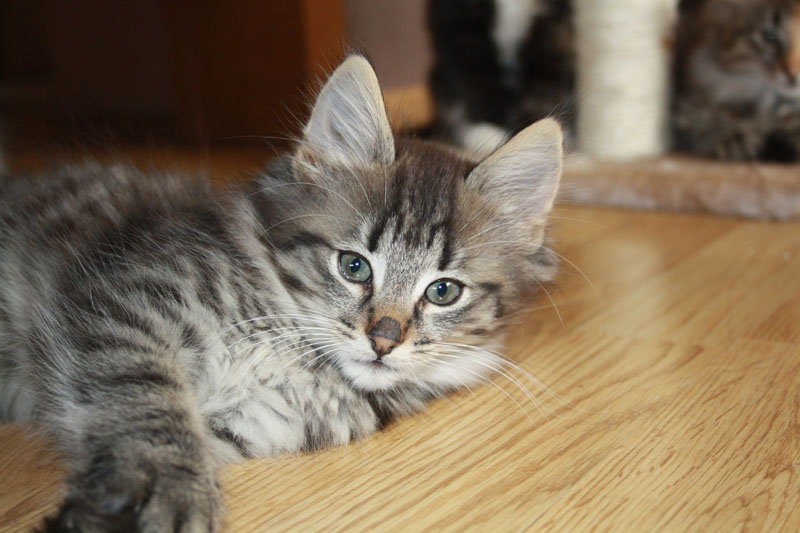 Joker_281010_IMG_1000_kl