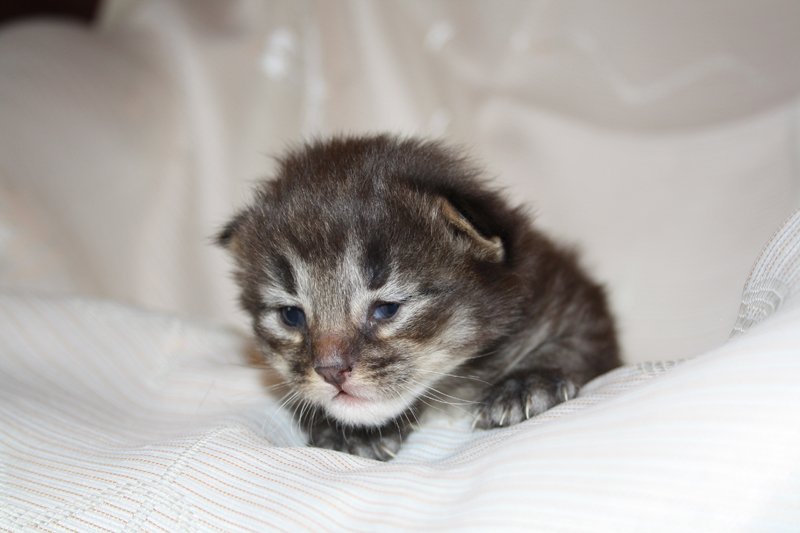 Joker_290810_IMG_0729_kl