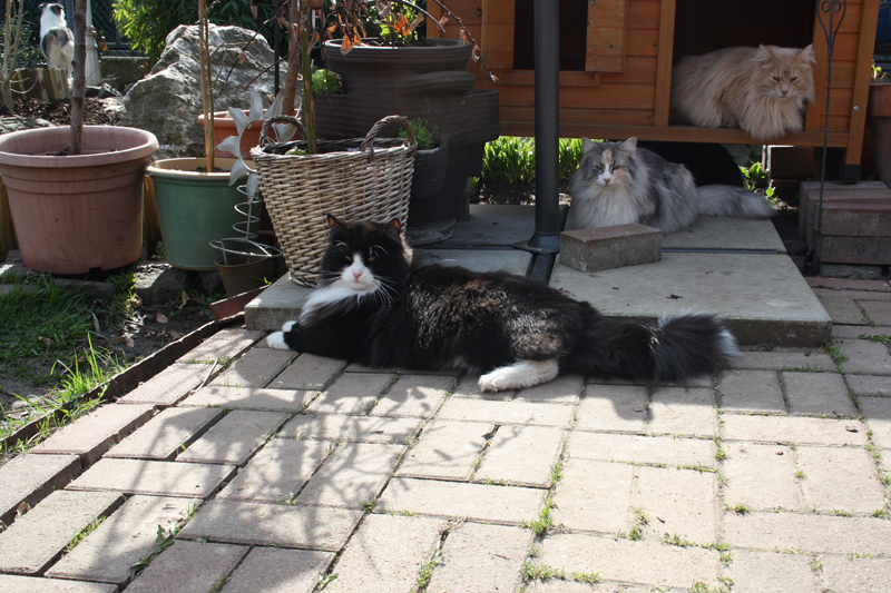 Kenai_280311_IMG_1348_kl