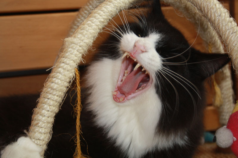 Kenai_281010_IMG_1017_kl