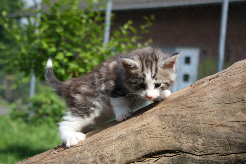 KirRoayal_220512_IMG_2961_kl