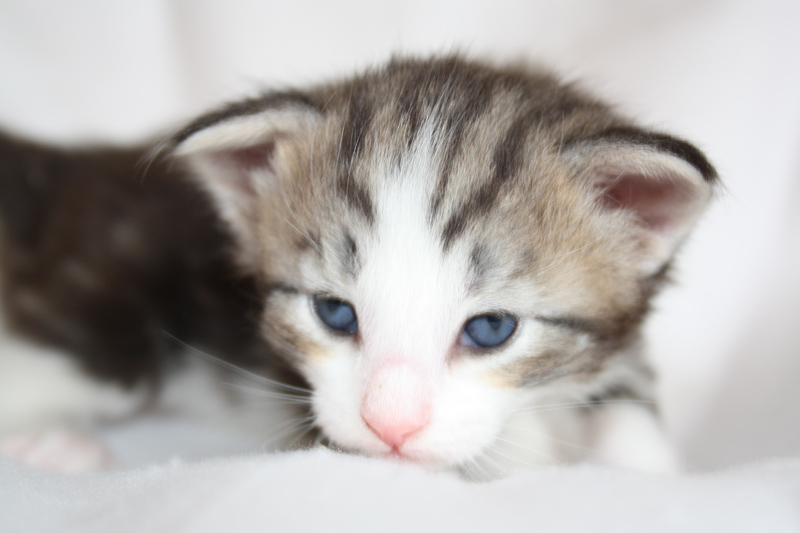 KirRoyal_040512_IMG_2748_kl