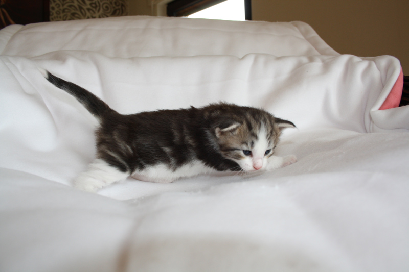 KirRoyal_040512_IMG_2750_kl