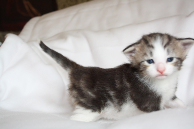 KirRoyal_040512_IMG_2756_kl