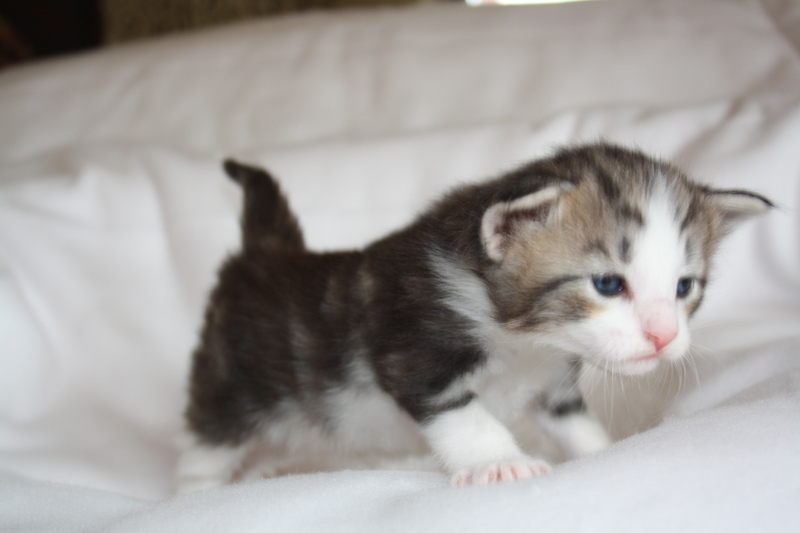 KirRoyal_040512_IMG_2757_kl