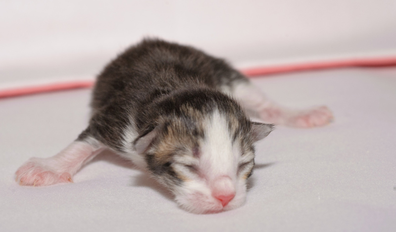 KirRoyal_150412_D112588_kl