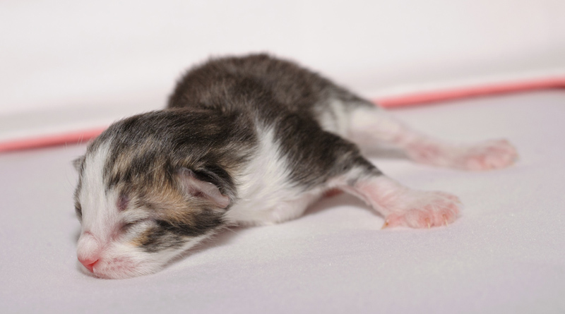 KirRoyal_150412_D112589_kl