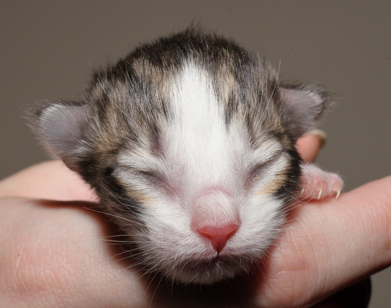 KirRoyal_150412_D112621_kl