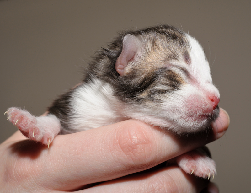 KirRoyal_150412_D112622_kl