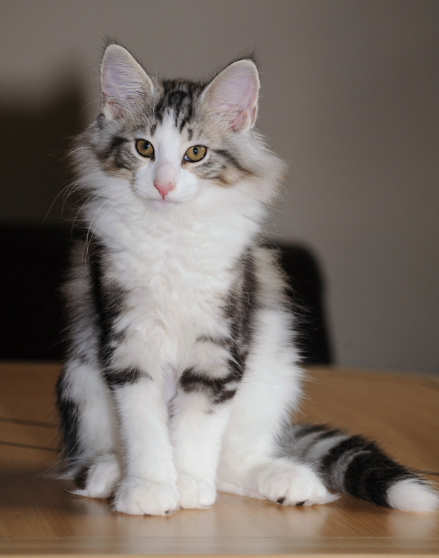 KirRoyal_180712_D114813_kl