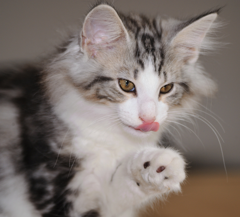 KirRoyal_180712_D114819_kl