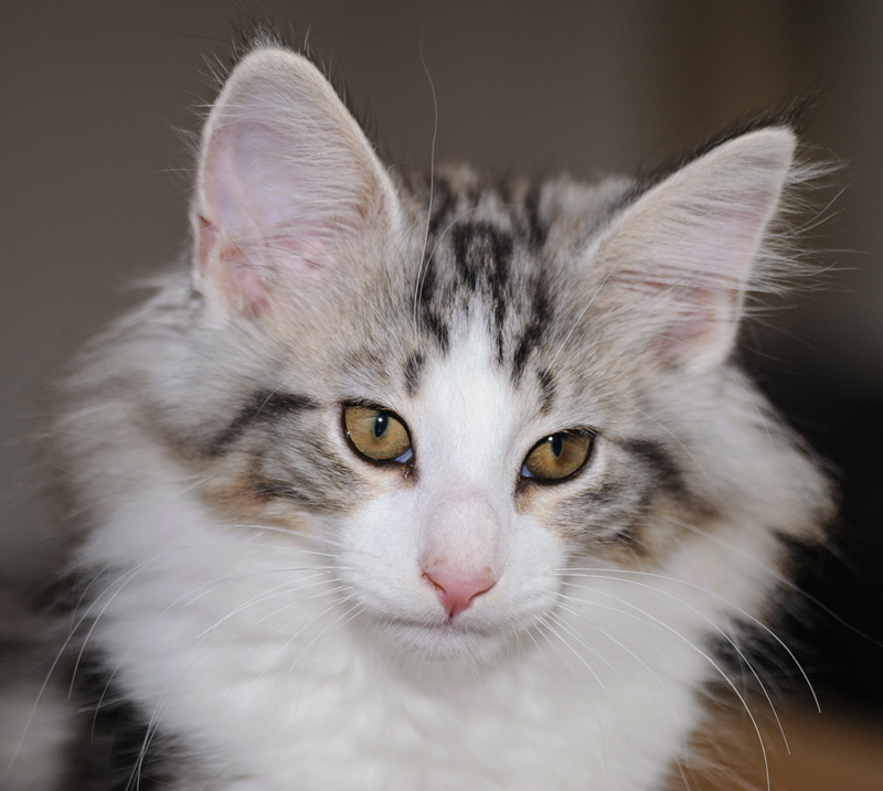 KirRoyal_180712_D114822_kl