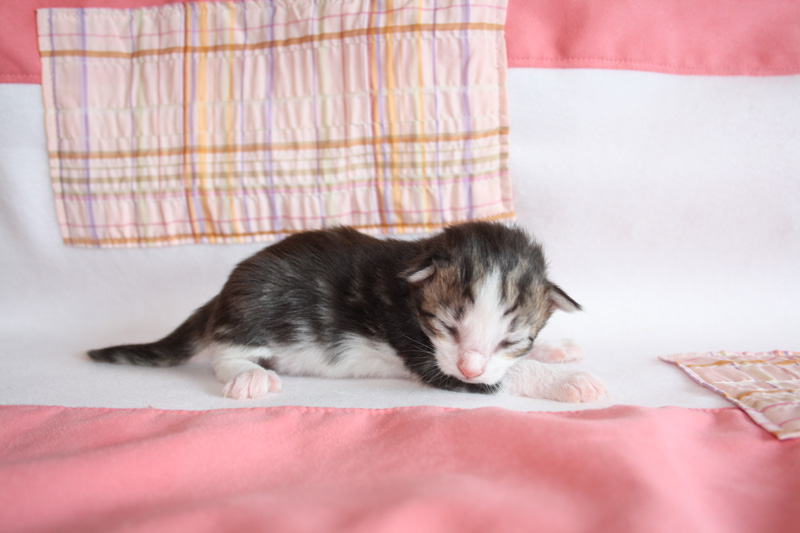 KirRoyal_220412_IMG_2688_kl