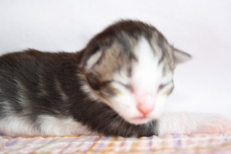 KirRoyal_220412_IMG_2690_kl