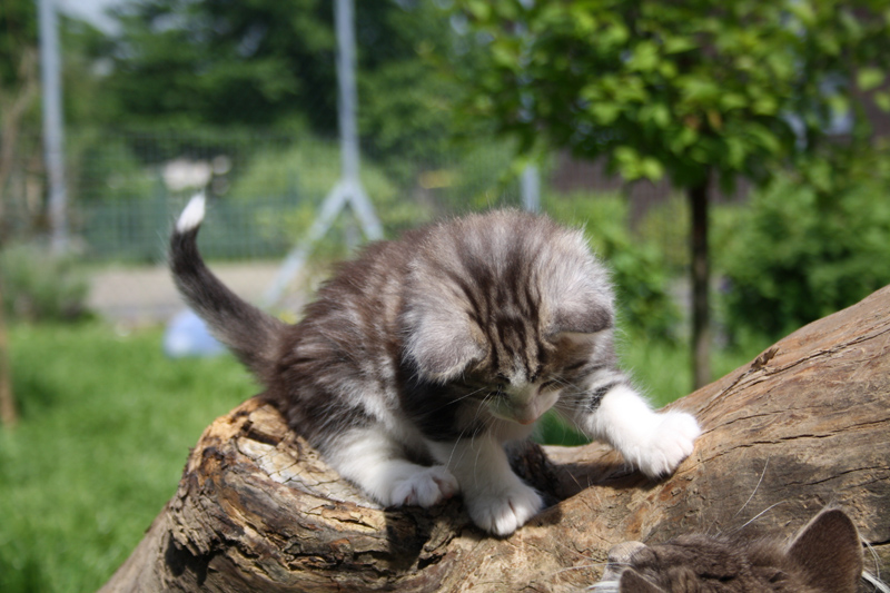 KirRoyal_220512_IMG_2957_kl