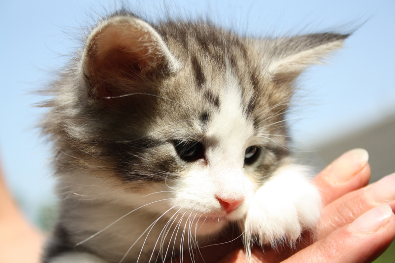 KirRoyal_220512_IMG_2962_kl