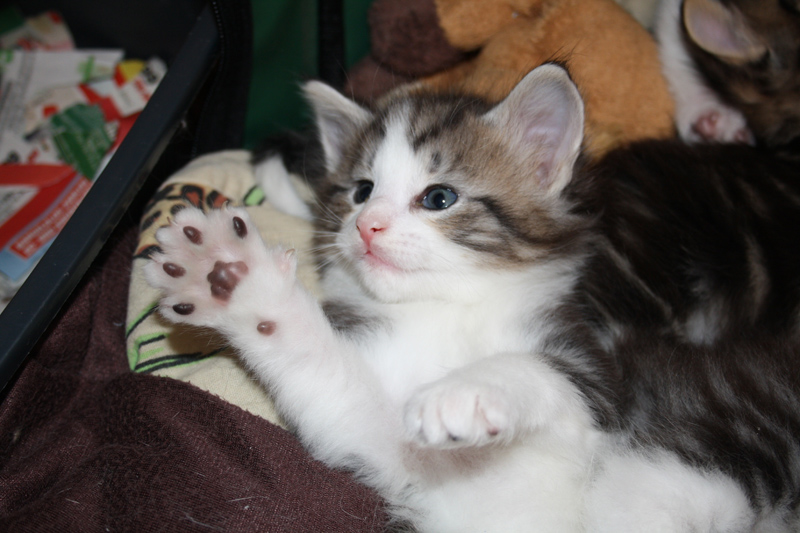 Kir_140512_IMG_2788_kl