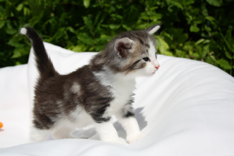 Kir_140512_IMG_2804_kl