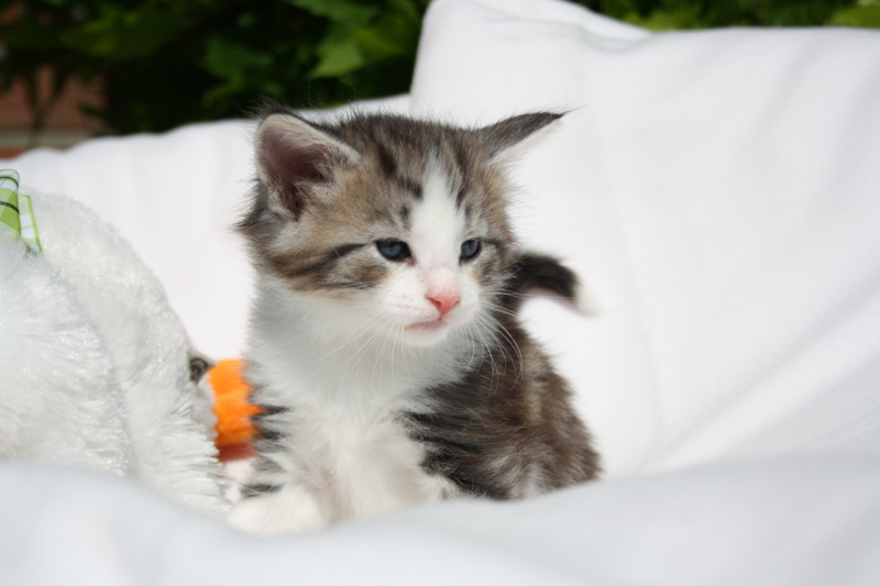 Kir_140512_IMG_2807_kl