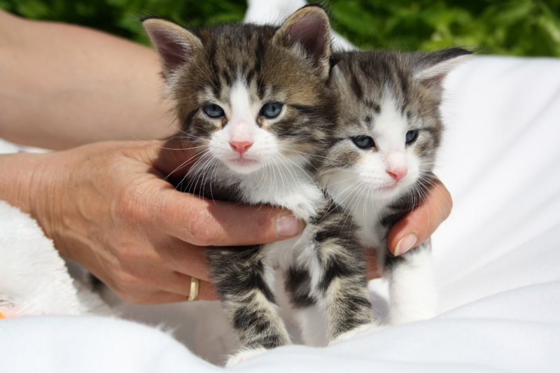 Kir_140512_IMG_2821_kl