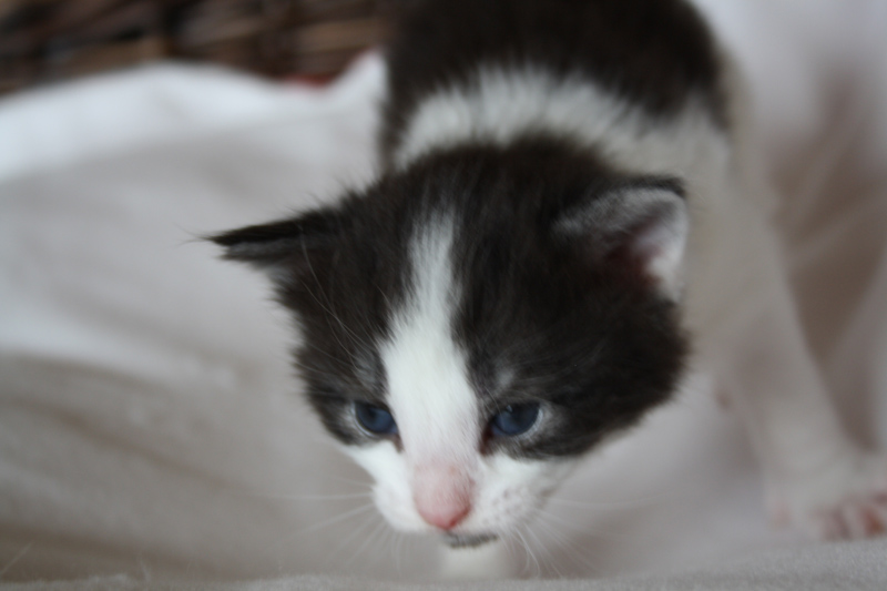 MaiThai_040512_IMG_2720_kl