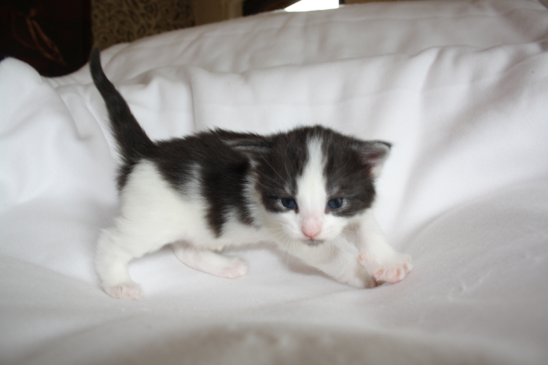 MaiThai_040512_IMG_2721_kl