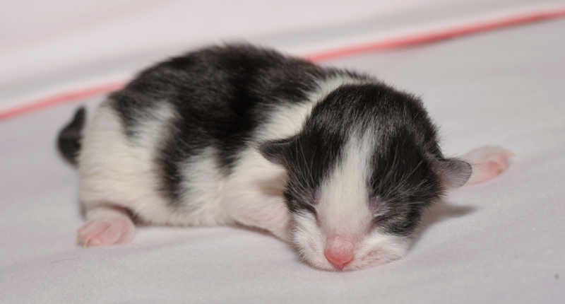 MaiThai_150412_D112581_kl