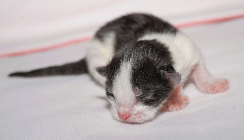 MaiThai_150412_D112582_kl