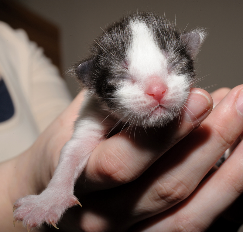 MaiThai_150412_D112627_kl