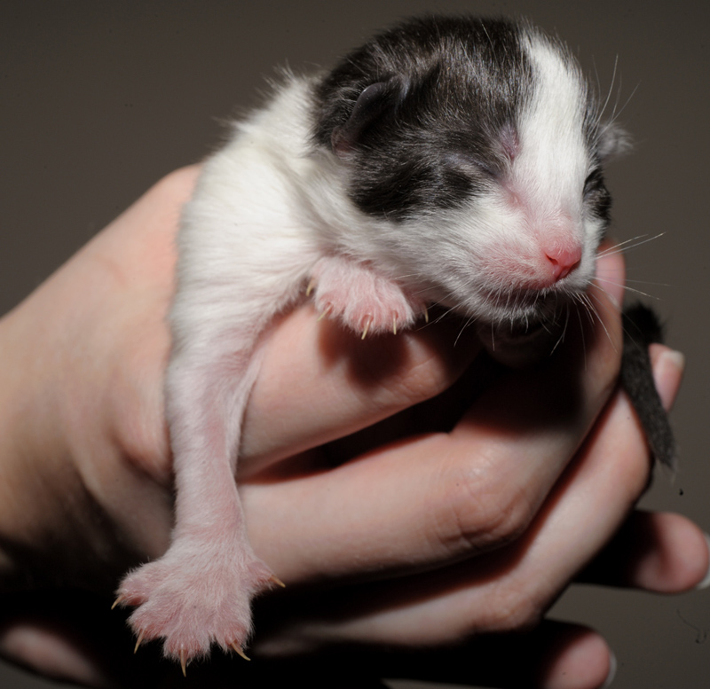 MaiThai_150412_D112628_kl