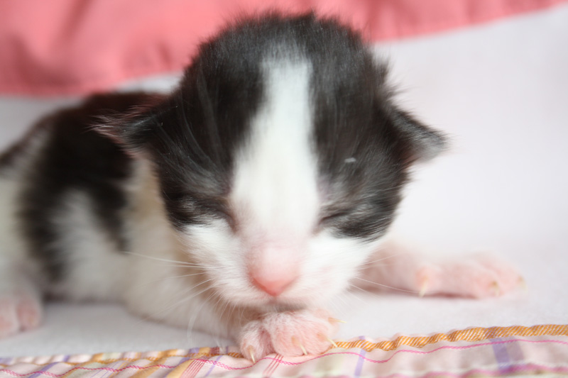 MaiThai_220412_IMG_2681_kl